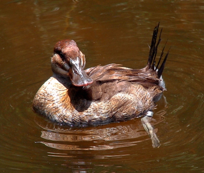 [The duck swims from right to left with its head turned toward the camera. Her beak is shades of brown as is the rest of her body except for the tail feathers. The appear to be black and stick in the air almost at a right angle to the water.]